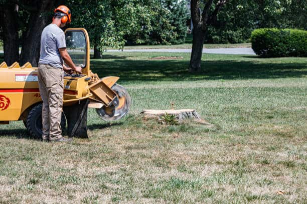 Stump Removal