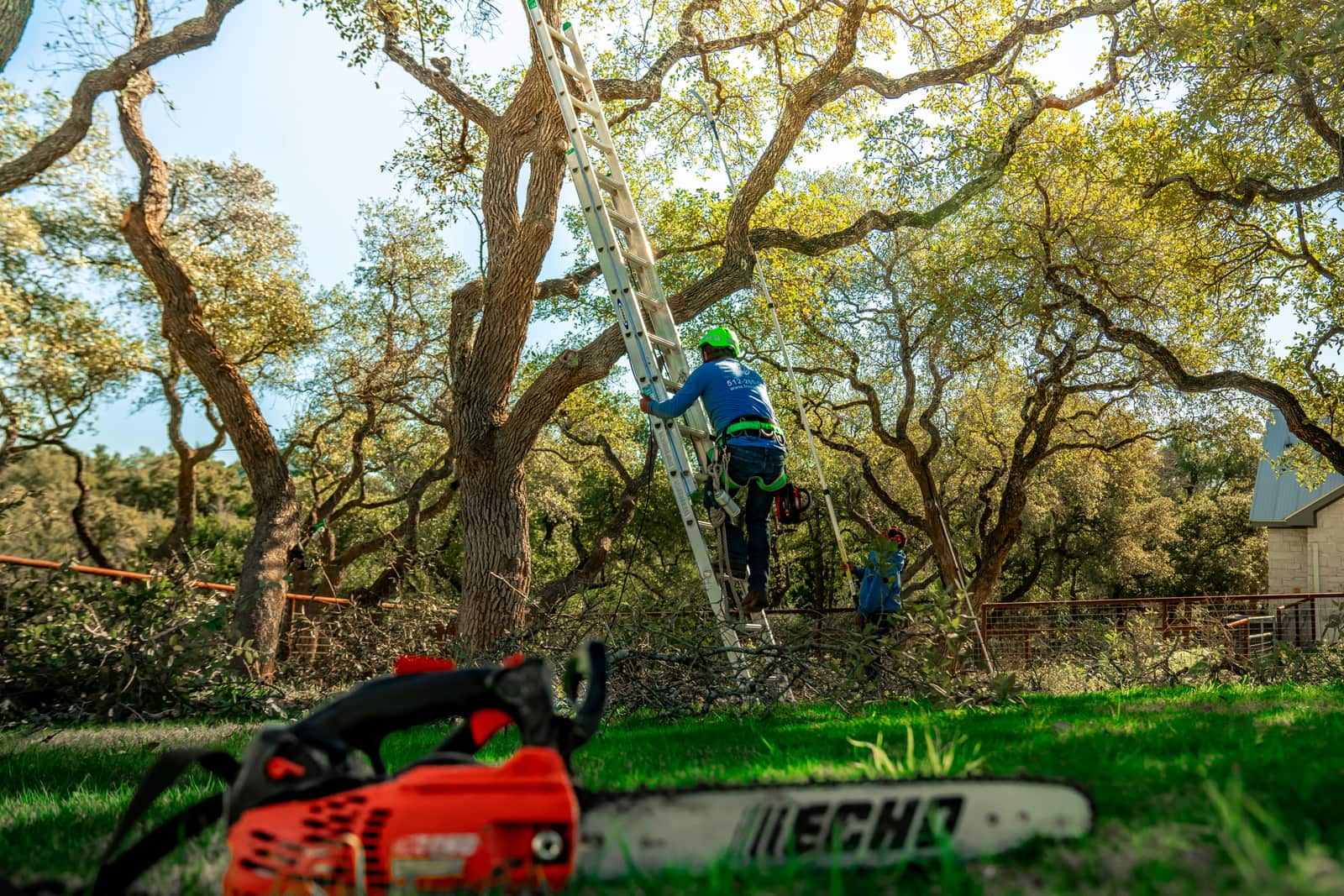 Tree Trimming and Care